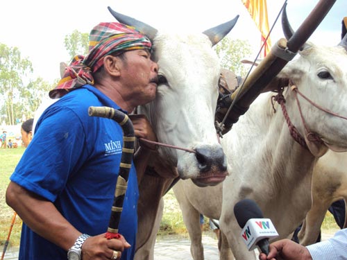 Kỳ thú đua bò Bảy Núi - 5