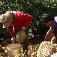 Sức khỏe đời sống - Ép chín sầu riêng bằng thuốc ‘lạ’