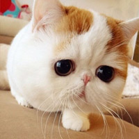 Phi thường - kỳ quặc - "Chàng mèo đa cảm" có 500.000 fans