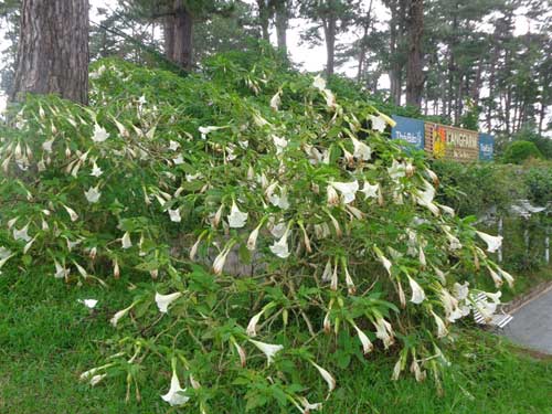 Thưởng thức “hơi thở của quỷ”, 4 người nhập viện - 2