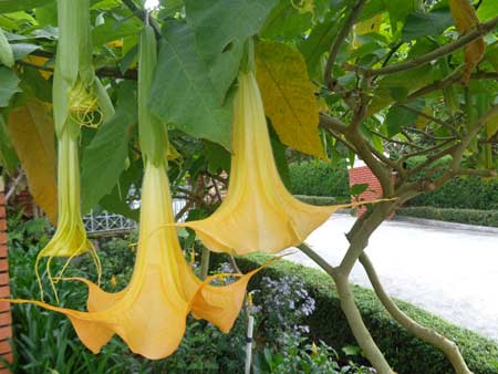 Thưởng thức “hơi thở của quỷ”, 4 người nhập viện - 4