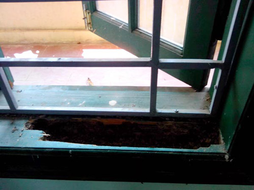 Trường học mối xông: 1 tháng xong dự án - 1