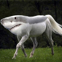 Những bức ảnh lai động vật lạ mắt