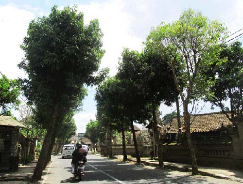Cây xanh, đồng xanh ở Bali - 2