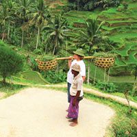 Du lịch - Cây xanh, đồng xanh ở Bali