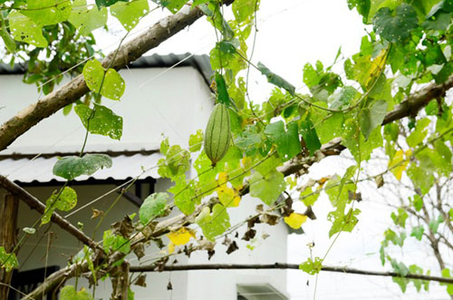 Cơ ngơi Việt Trinh thênh thang vườn tược - 6