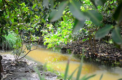 Cơ ngơi Việt Trinh thênh thang vườn tược - 7