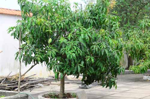 Cơ ngơi Việt Trinh thênh thang vườn tược - 9