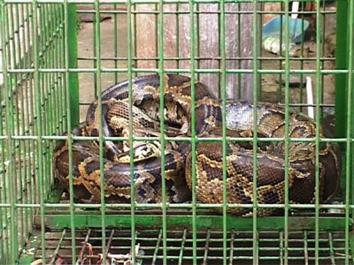 Huế: Bắt được trăn nặng gần 50 kg - 2