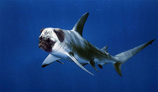 Một chú cá mập được lai với khuôn mặt cún
