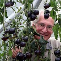 Sức khỏe đời sống - Cà chua đen có khả năng chống ung thư