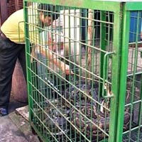 Tin tức trong ngày - Con trăn 45kg được thả vào khu bảo tồn Sao La