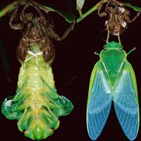 Tin tức trong ngày - Ảnh đẹp: Ve sầu lột xác