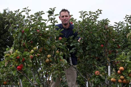 250 loại táo nằm trên một cây - 1