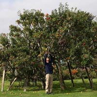 Phi thường - kỳ quặc - 250 loại táo nằm trên một cây