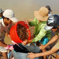Thị trường - Tiêu dùng - Trúng mùa tôm cũng lo