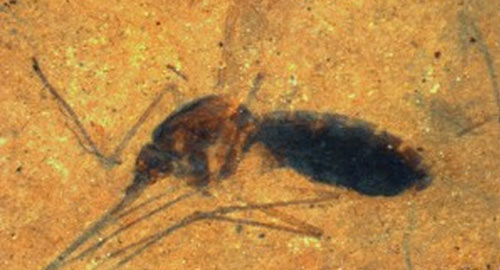 Hóa thạch muỗi 46 triệu tuổi nguyên bụng máu - 1