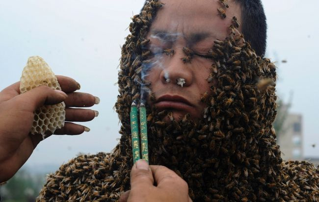 Người đàn ông Trung Quốc này đã cho 331.000 con ong (khoảng 33,1kg) đậu đầy cơ thể mình phá vỡ kỉ lục xác lập trước đó vào năm 2008 của một người từng cho 26,8kg đậu lên người
