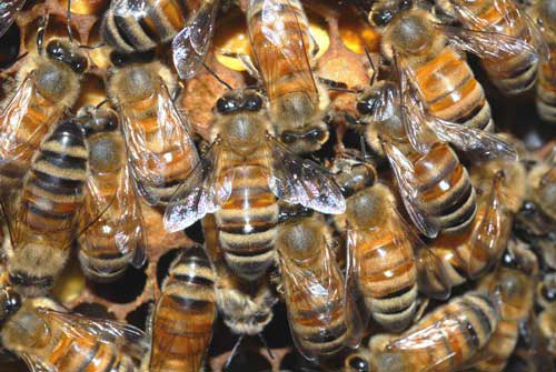 Mỹ: Cụ bà sống cùng nhà với 30.000 con ong - 1