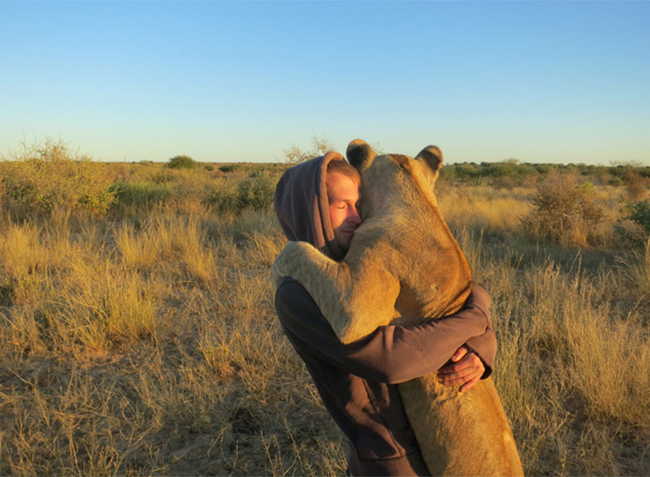 Cùng ôm ấp những chú sư tử như anh em
