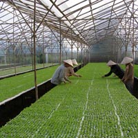 Thị trường - Tiêu dùng - Đẩy nhanh phát triển nông nghiệp công nghệ cao