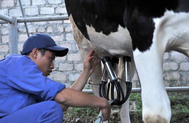 100% các hộ nuôi bò sữa đã có máy vắt sữa hiện đại, giúp thu hoạch sản lượng cao.
