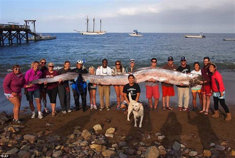 Bắt được cá dài hơn 5 mét ở Mỹ - 1