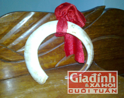 Đại gia săn nanh heo độc làm "bùa hộ mệnh" - 2