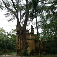 Tin tức trong ngày - Xôn xao chuyện rao bán "cụ sưa" 50 tỷ đồng