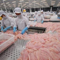 Thị trường - Tiêu dùng - Doanh nghiệp thủy sản vướng hoàn thuế