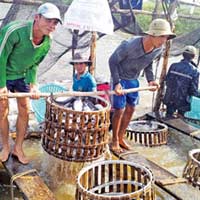 Thị trường - Tiêu dùng - 'Vỡ trận' ngành cá tra