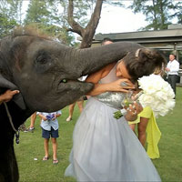 Tin tức trong ngày - Ảnh đẹp: Voi quấn cổ cô dâu