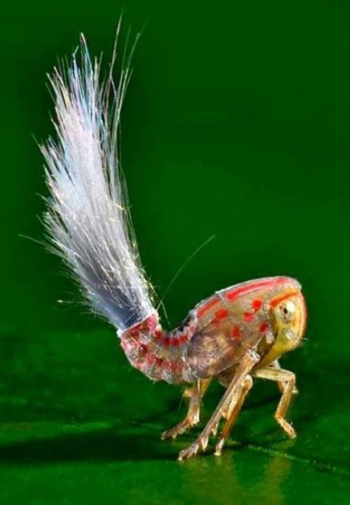 Mô phỏng điều khiển từ xa côn trùng động vật nhỏ mô hình sáng tạo gửi