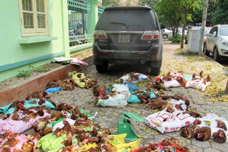 Yêu cầu làm rõ chất lượng gà Hàn để công bố - 2