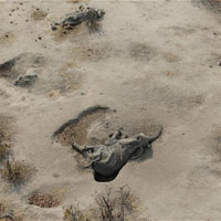 Tin tức trong ngày - Thảm cảnh 300 voi rừng châu Phi chết vì bả