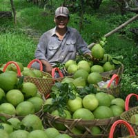 Thị trường - Tiêu dùng - Bưởi Năm Roi trúng mùa, được giá