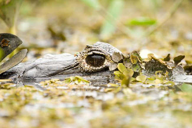 Cá sấu ẩn mình dưới những lùm cây vùng Pantanal.
