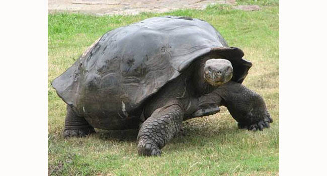 Rùa khổng lồ ở quần đảo Galapagos.
