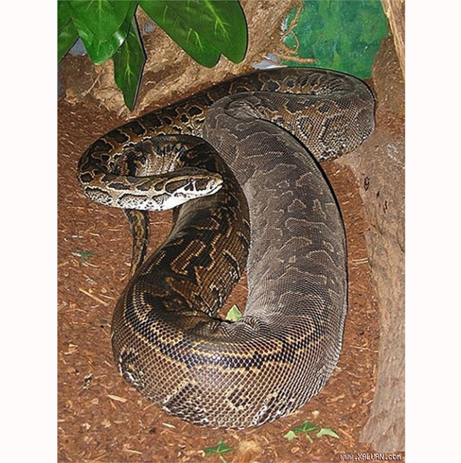 Trăn đá châu Phi là loài rắn lớn nhất ở lục địa đen với kích thước, khối lượng khổng lồ và đôi khi người ta mổ bụng chúng còn thấy cả xác người
