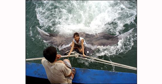 Chú cá đuối nặng 1.485kg được một thuyền đánh cá gần Sanya, Hải Nam, Trung Quốc bắt được vào tháng 8/2008.
