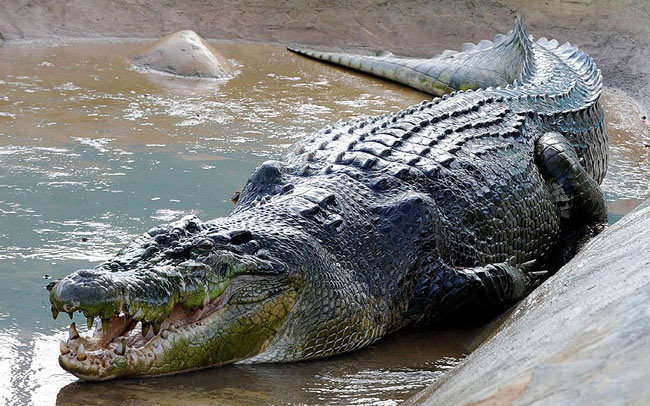 Cá sấu nước mặn dài 6,4 mét nặng khoảng 1 tấn được cho là cá sấu lớn nhất thế giới. Người ta bắt được nó ở thị trấn Bunawan, miền nam Philippine. Con cá sấu khổng lồ này đã bị săn trong khoảng hơn 3 tuần và phải mất khoảng 100 người mới có thể đưa nó lên bờ.
