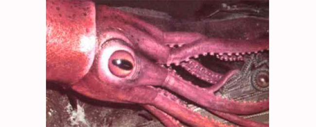 Mực ống khổng lồ (Colossal Squid) là sinh vật không xương sống lớn nhất từng được giới khoa học biết đến. Chúng cũng sở hữu những con mắt to lớn nhất trong vương quốc động vật.
