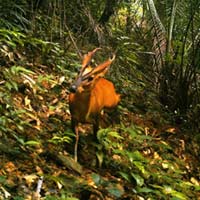 Tin tức trong ngày - Phát hiện mang lớn tại Khu bảo tồn Sao La