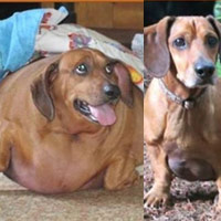 Chú chó "gây sốt" vì giảm béo hơn 20kg