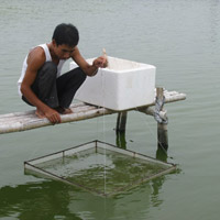 Thị trường - Tiêu dùng - Chất lượng tôm giống phụ thuộc vào ... đạo đức