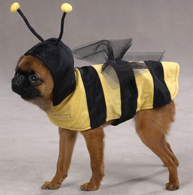 Chó biến thành chị ong
