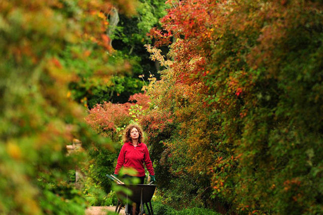 Thợ làm vườn Nicola Glendinning đi trong khu vườn mùa thu tại lâu đài Crathes gần Aberdeenshire.
