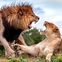 Ảnh đẹp: Sư tử cái kháng cự sư tử đực