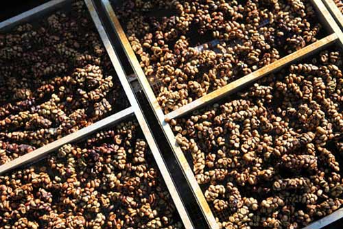 Công phu cà phê chồn - 1