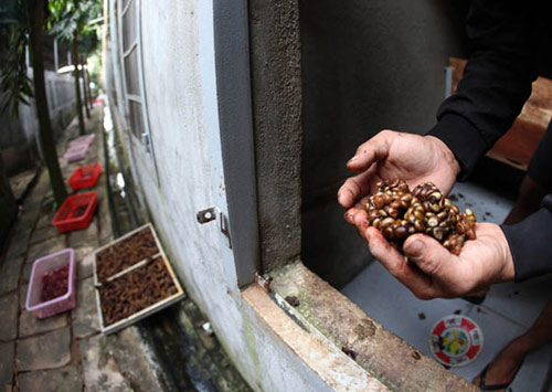 Công phu cà phê chồn - 11